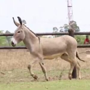 Jumento KALUNGA VALE DO CRIXÁS