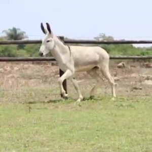 Jumento KONGO VALE DO CRIXÁS