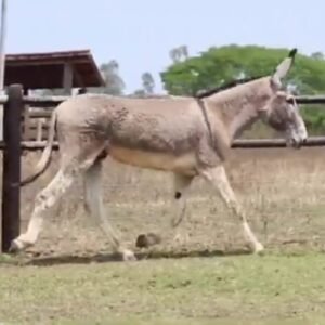 Jumento CASTELO DO FURLAN