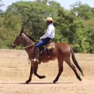 Mula NAMORADA VALE DO CRIXÁS