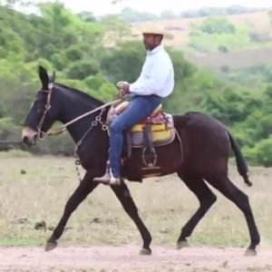 Burro LUGANO VALE DO CRIXÁS