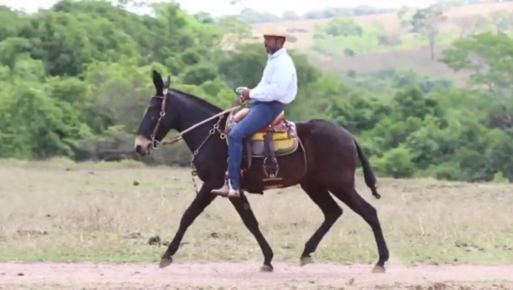 Burro LUGANO VALE DO CRIXÁS