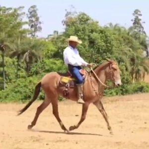 Mula LABAREDA VALE DO CRIXÁS