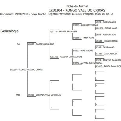 Jumento KONGO VALE DO CRIXÁS