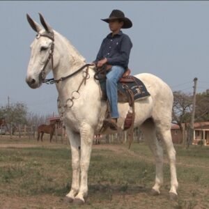 Mula NOIVA DE INDAIATUBA