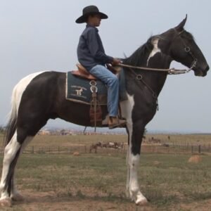 Cavalo PRINCIPE DE INDAIATUBA