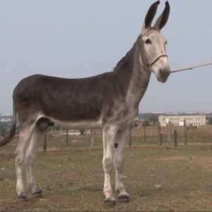 Jumento DIAMANTE NEGRO DE INDAIATUBA