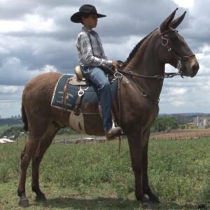 Burro MENINO DE INDAIATUBA