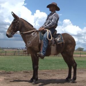 Burro GAROTO DE INDAIATUBA