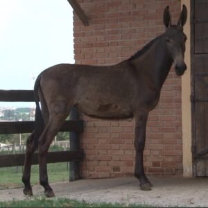 Mula PRIMAVERA DE INDAIATUBA