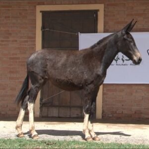 Mula PEROLA DE INDAIATUBA