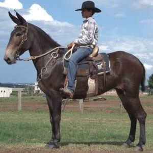 Mula FORTUNA DE INDAIATUBA