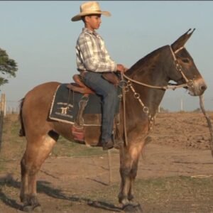 Mini Mula PETECA DE INDAIATUBA