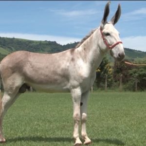 Jumento QUEBRANTO DA MORRO ALTO