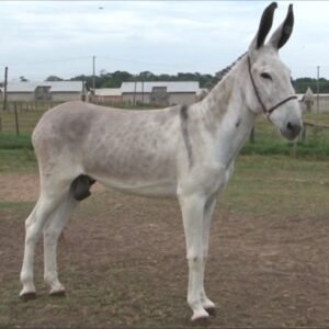 Jumento ELEGANTE DE INDAIATUBA