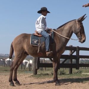 Burro COMANDANTE DE INDAIATUBA