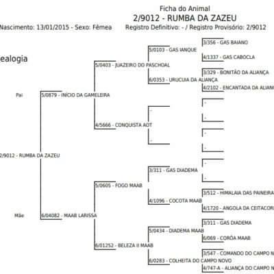 Jumenta RUMBA DA ZAZEU