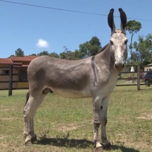 Jumento SUDÃO DA ZAZEU