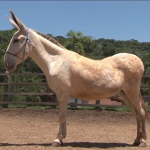 Jumenta MAAB LARISSA