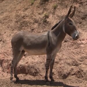 Jumenta RUMBA DA ZAZEU