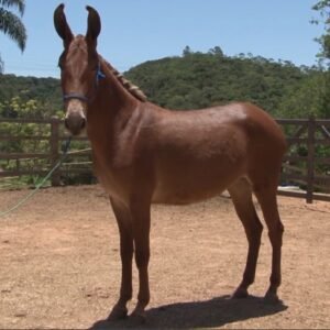 MULA ESSÊNCIA DA ZAZEU