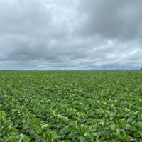FAZENDA ENTRE CRISTALINA E PARACATU - 1470 ha - Image 3