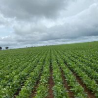 FAZENDA ENTRE CRISTALINA E PARACATU - 1470 ha - Image 2