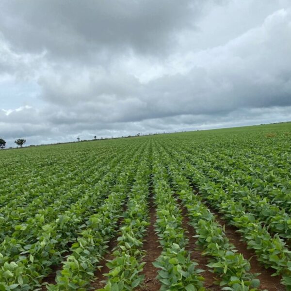 FAZENDA ENTRE CRISTALINA E PARACATU - 1470 ha