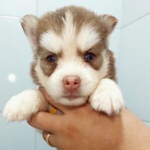 Husky Siberiano - Izzie (Fêmea)