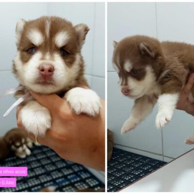 Husky Siberiano – Lexie (Fêmea)