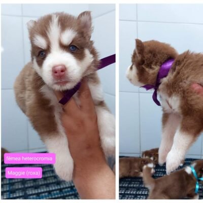 Husky Siberiano – Maggie (Fêmea)