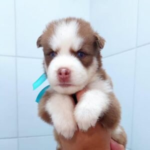 Husky Siberiano - Mark (Macho)