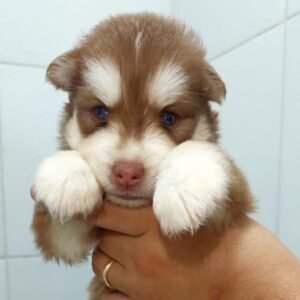 Husky Siberiano - Owen (Macho)