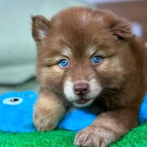 Husky Siberiano - Fêmea