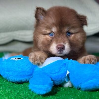 Husky Siberiano – Fêmea