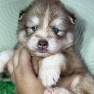 Husky Siberiano - Fêmea