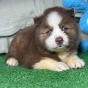 Husky Siberiano - Macho