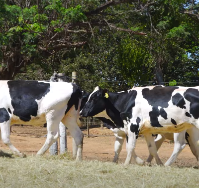 LOTE 05 ANIMAIS (4019CB 4007CB 4023CB 4020CB 4008CB)