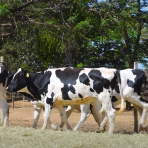 LOTE 05 ANIMAIS (4019CB 4007CB 4023CB 4020CB 4008CB)