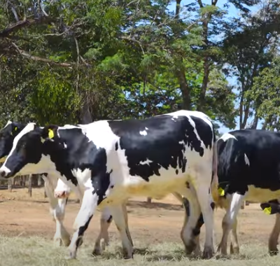 LOTE 06 ANIMAIS (4017CB 4024CB 4014CB 4021CB 4028CB 4032CB)