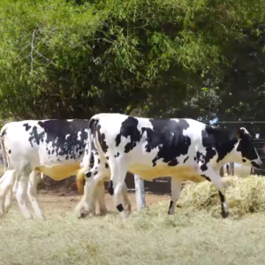 LOTE 06 ANIMAIS (4017CB 4024CB 4014CB 4021CB 4028CB 4032CB)