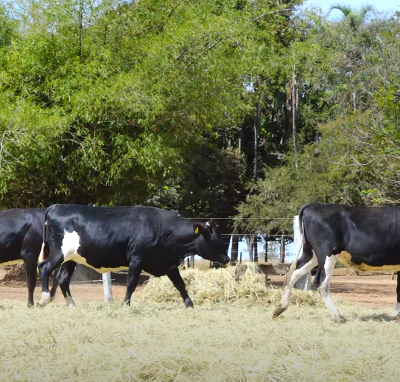 LOTE 05 ANIMAIS (3995CB 463 4006CB 4029CB 4009CB)