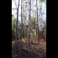Propriedades rurais em Argirita/MG - Image 8