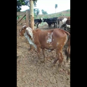 BEZERRA FIV SEM REGISTRO