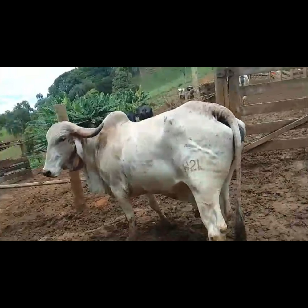 ESLAVA H2L - Imagem 2