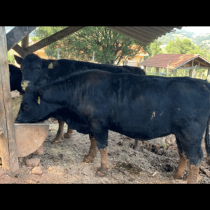 Nova Campestre 0018 Escarlate