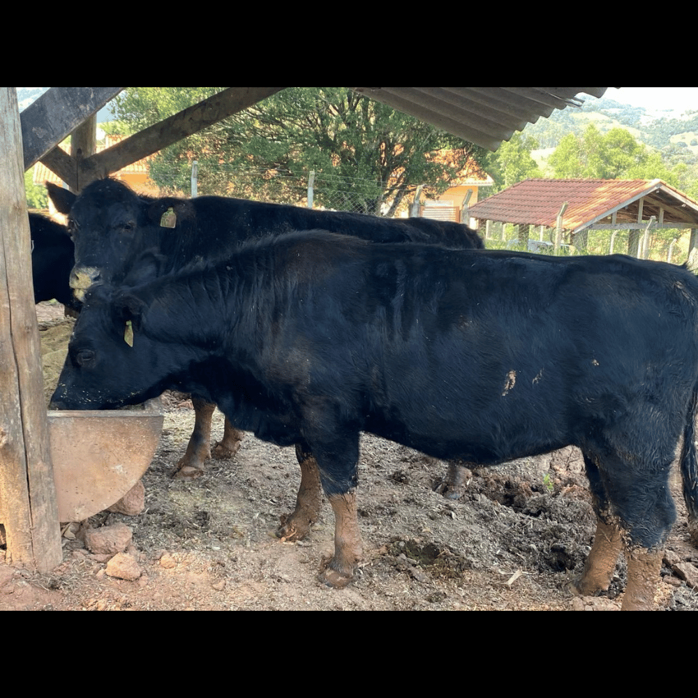 Nova Campestre 0018 Escarlate