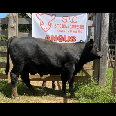 Nova Campestre Fabuloso