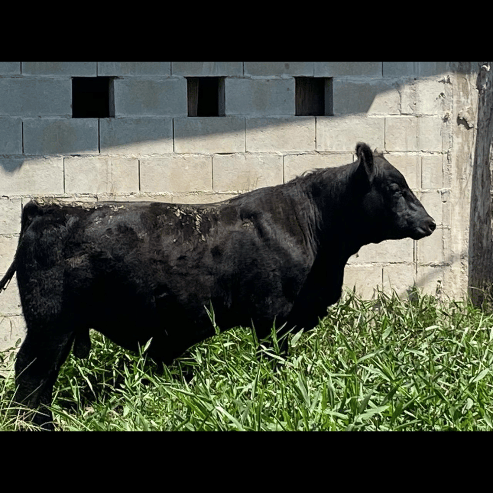 Nova Campestre 0021 Feder - Imagem 2