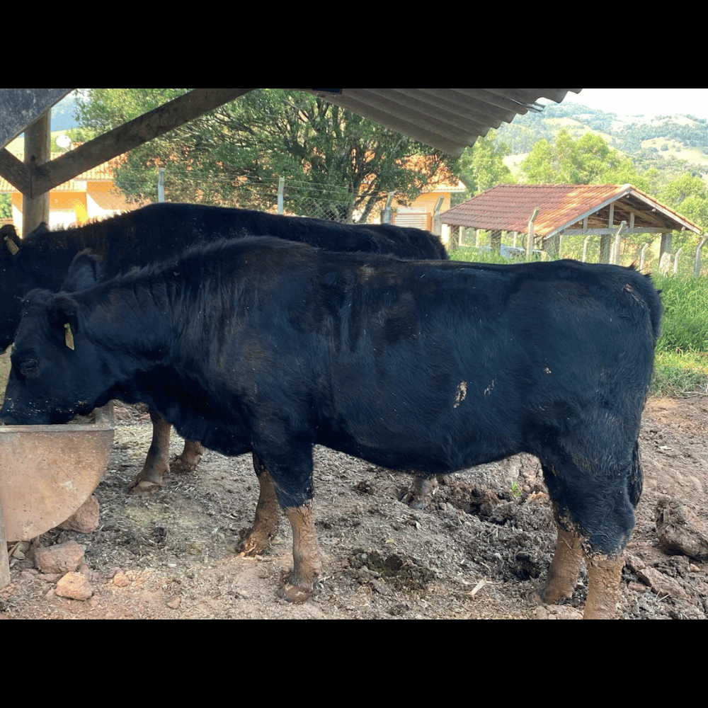 Nova Campestre 0018 Escarlate - Imagem 3